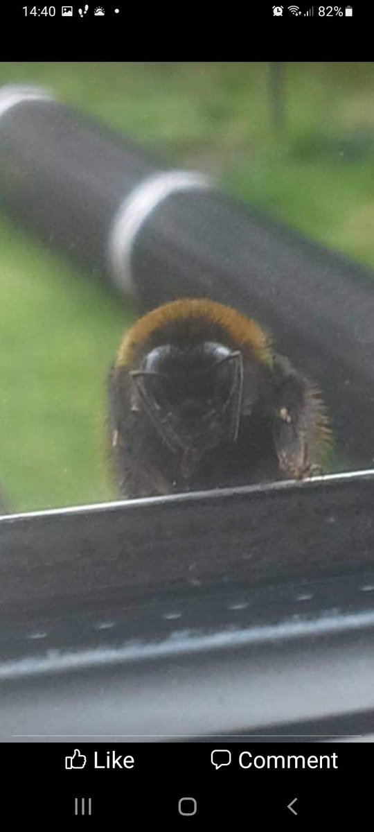 donmufc's tweet photo. #WorldBeeDay2022 https://t.co/1e6DbOdnNx
