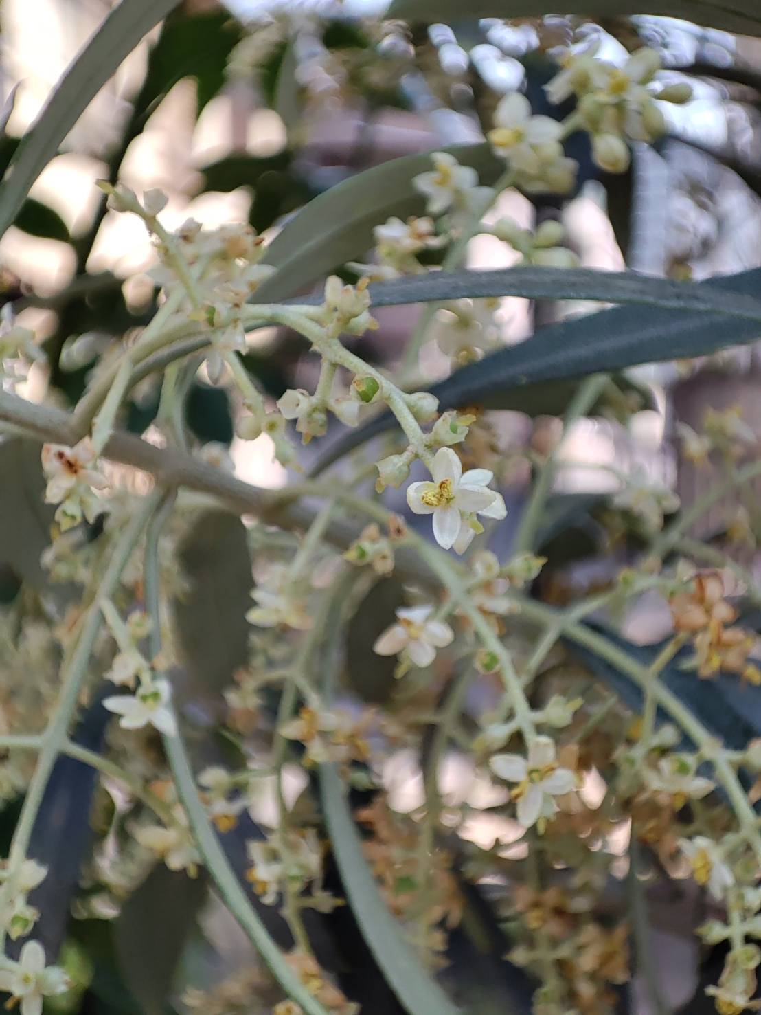 オリーブの花 Twitter Search Twitter