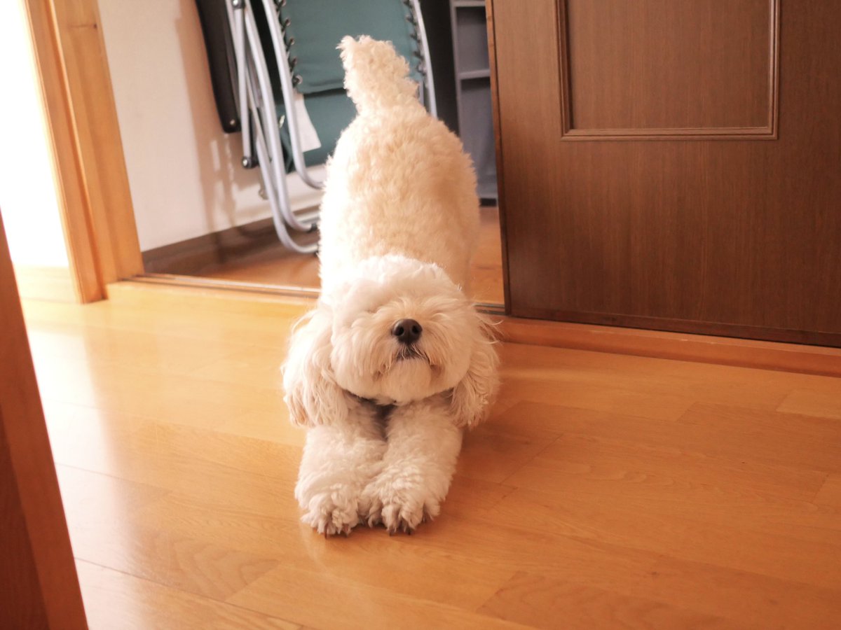 shijimi_P's tweet photo. 伸びーして、あくびーして、かわいー☺️ https://t.co/13Kav5x2X2