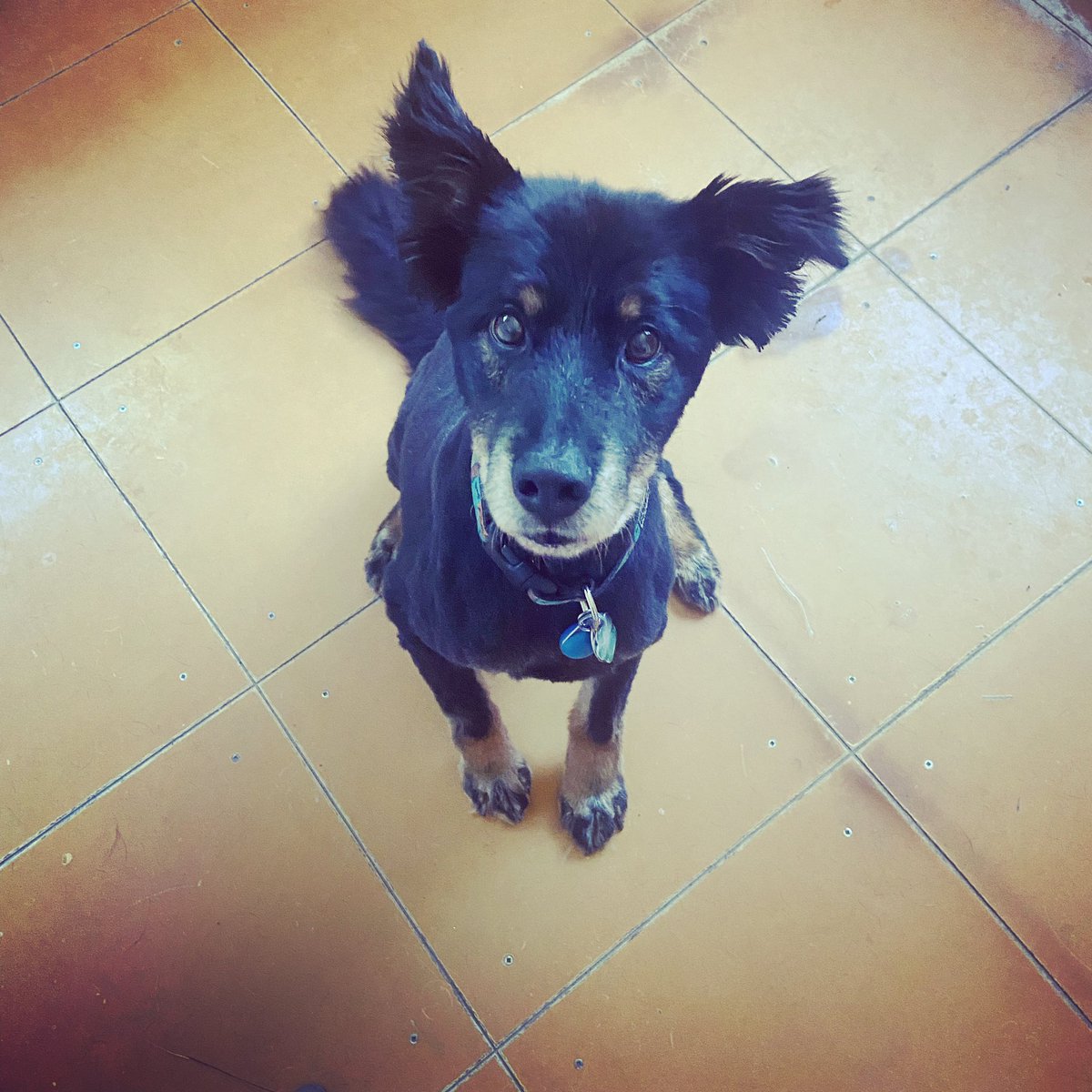 AHolstedt's tweet photo. Today is #NationalRescueDogDay, and this little rescue wants to show off his summer haircut #Bashman #DogMom #MyRescueDogRescuedMe https://t.co/eE50IxWp7c