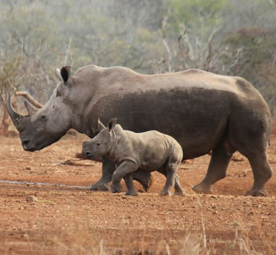 belessence's tweet photo. Today is #EndangeredSpeciesDay - We added 7 int'l orgs that protect endangered species &amp; preserve habitats to our Give 10 Get 10 program.  Use a coupon code &amp; get 10% off your order, &amp; we'll donate 10% of your order to the org you chose. https://t.co/RVQ6WMrVEO https://t.co/dwkknki597