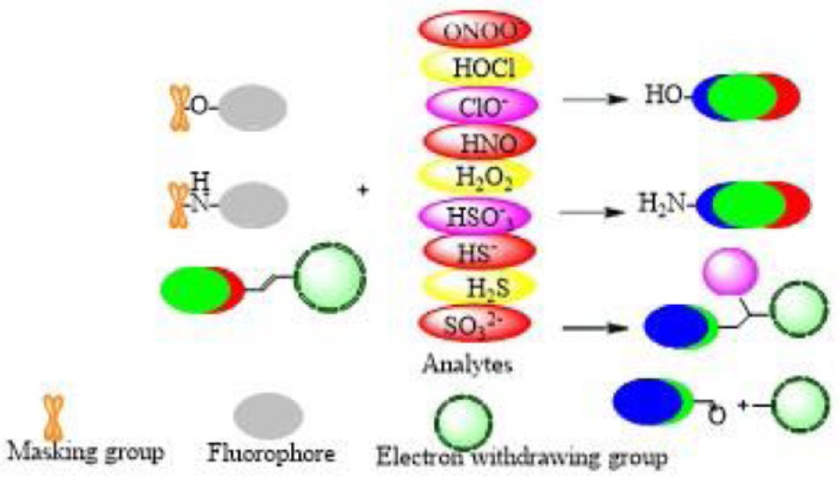 ChinChemLett's tweet photo. Recent development in #FluorescentProbes based on attacking of #DoubleBond and masking of functional group. @ELSchemistry
Read it: https://t.co/0PHYnVsuri https://t.co/18huueClyU