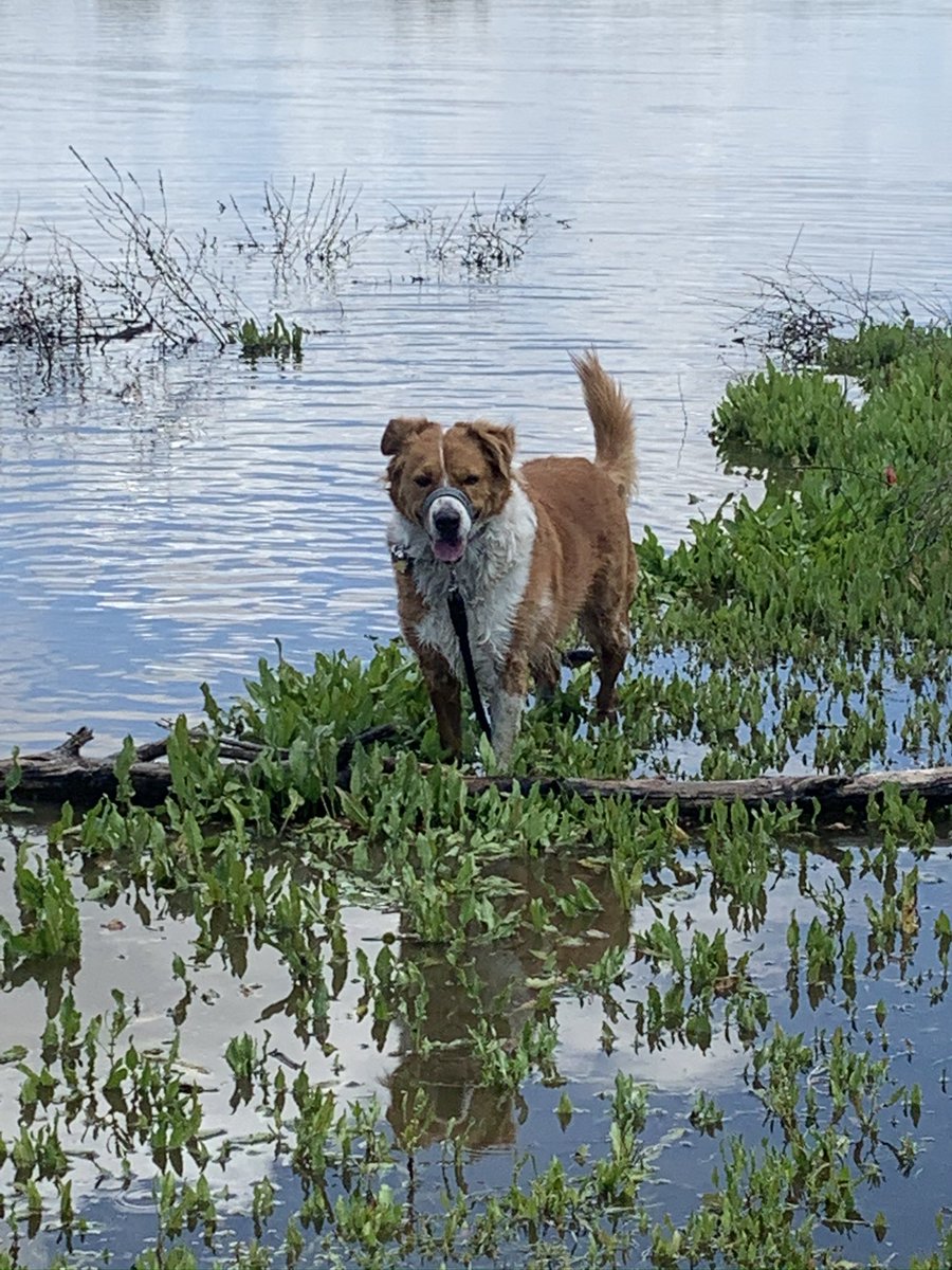 ejurado53's tweet photo. #HappyNationalRescueDogDay
#dogsoftwitter
#Axyl https://t.co/9vavZCjQi8