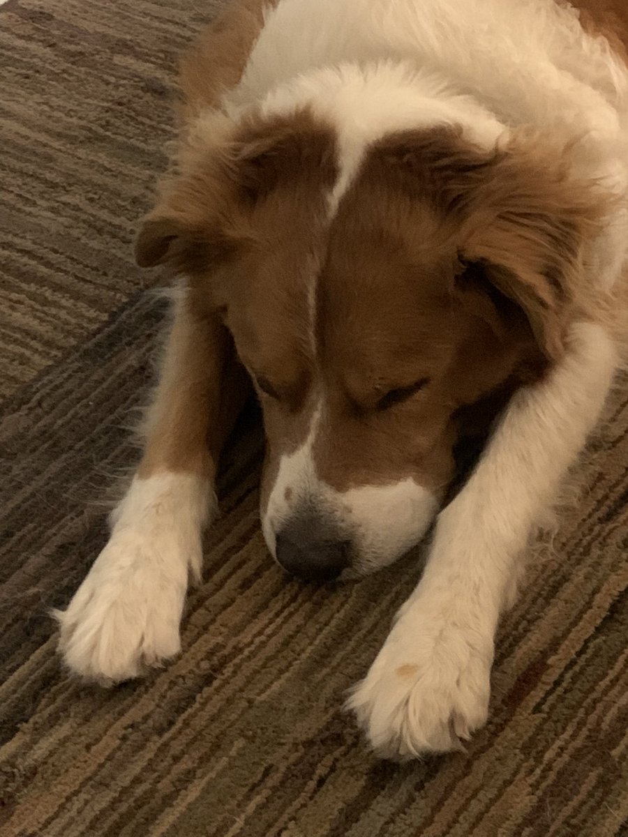 ejurado53's tweet photo. #HappyNationalRescueDogDay
#dogsoftwitter
#Axyl https://t.co/9vavZCjQi8