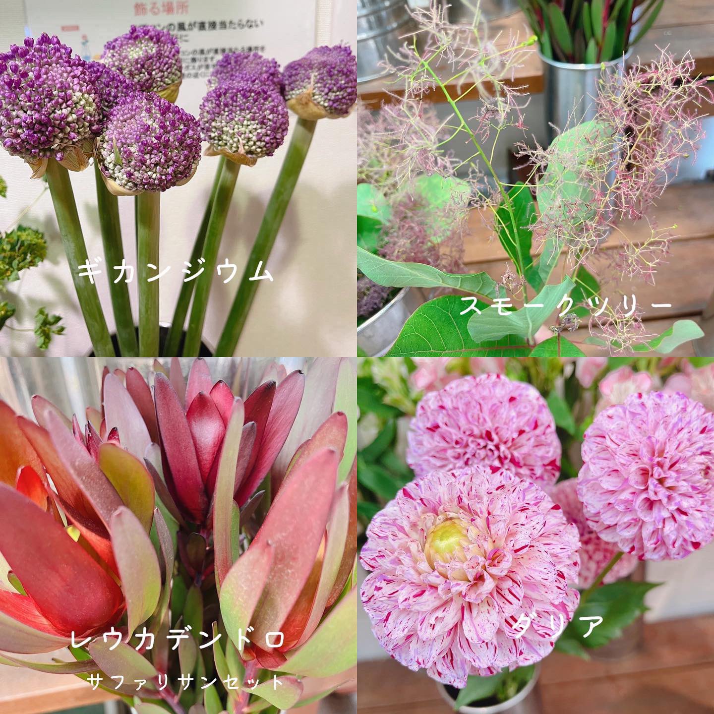 Twitter এ 黒沢生花店 今日の花揃え ミニミニスモークツリー入荷しました 数量限定なので 気になる方はお早めに 尼崎市 立花駅 花屋 立花商店街 立花 黒沢生花店 生花 切り花 枝物 葉物 お花屋さん お花のある暮らし 花束 お祝い