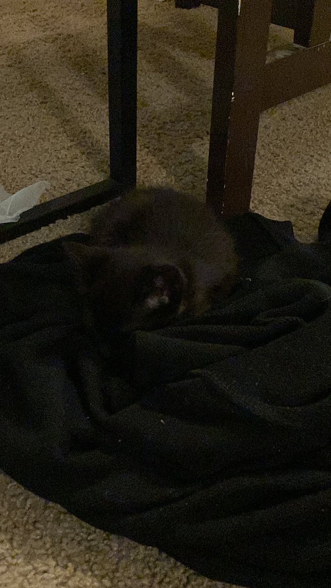 jancmemes25's tweet photo. um I may or may not have added someone to the family! (haven’t figured out a name yet) 🫠 https://t.co/M9iGvpn5Ay