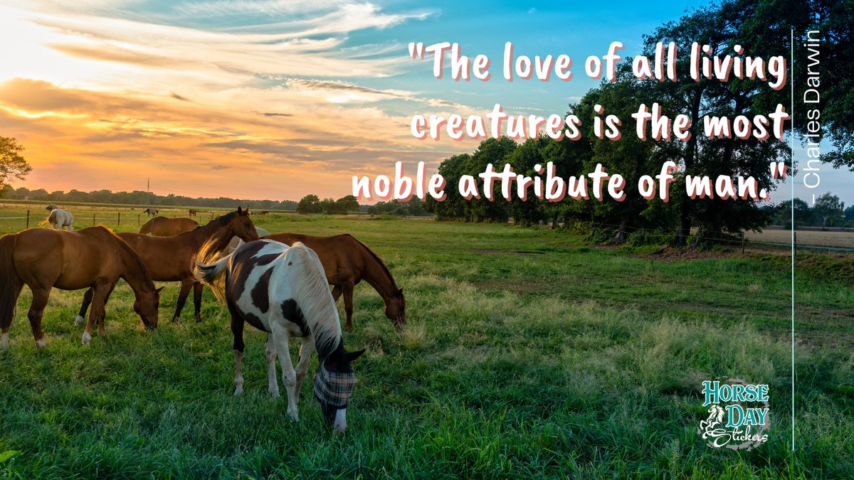 BloomandPeck's tweet image. #PCSome Use images on social media that catch your audiences' eye and pertain to their interests #Horselife #horsepeople #horsebusiness #socialmediaforhorsebusiness