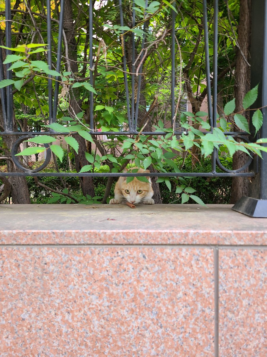 청솔모도 만나고 길냥이들도 만나서 조공도 드리고😁