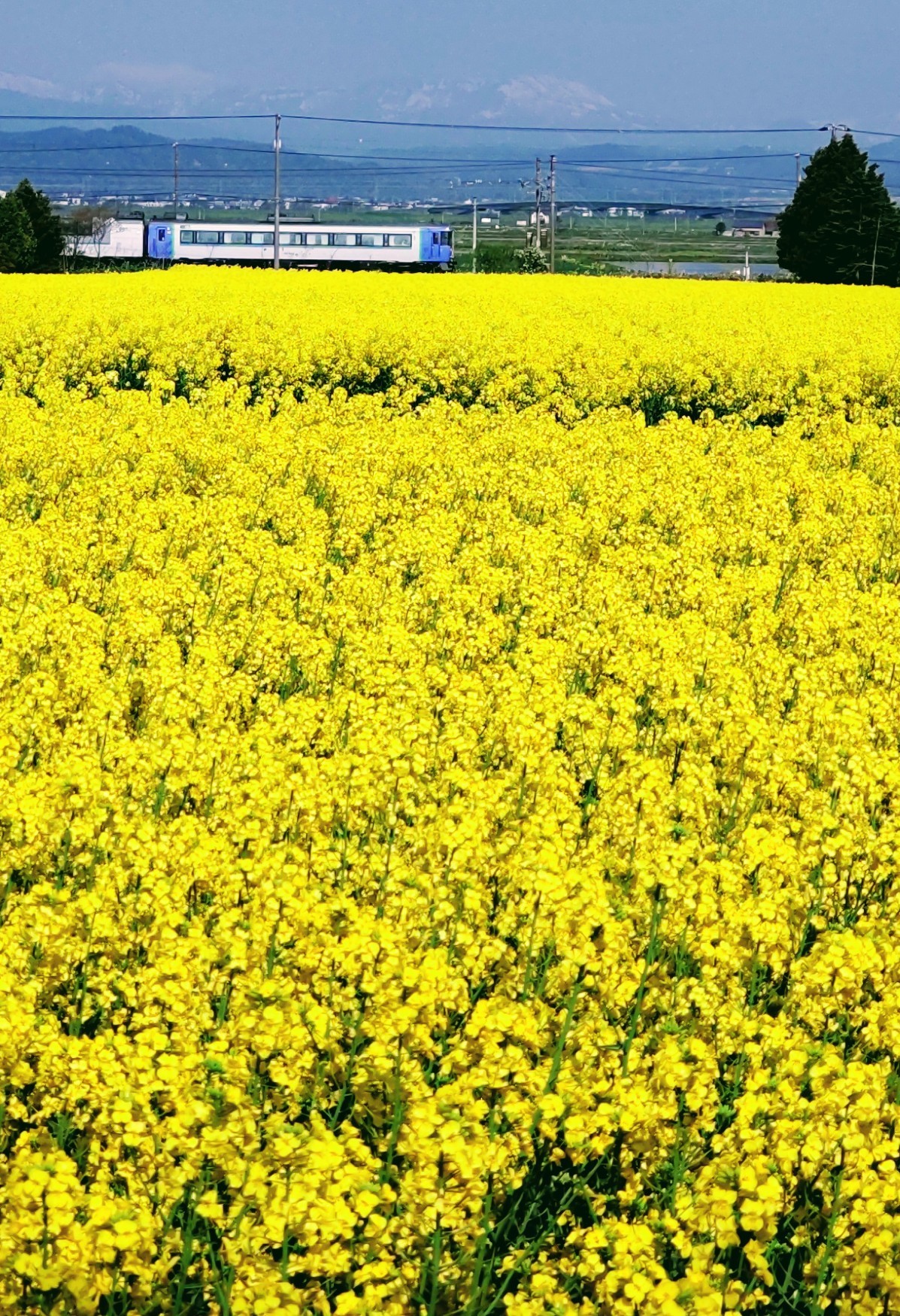 旅する猫 北海道中央部 滝川市江部乙の 菜の花は今が見頃です 畑は 黄色い絨毯を広げたよう 駅舎の黄色は 菜の花のイメージなのでしょうか 今日から菜の花まつりが行われます T Co Jzpn9ucjnc Twitter