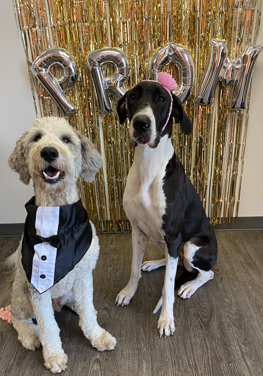 dogtopiajaxsb's tweet photo. Theo asked Roxie the Great Dane to be his Dog Prom date! Roxie gladly accepted. https://t.co/r5CBBfS7qt