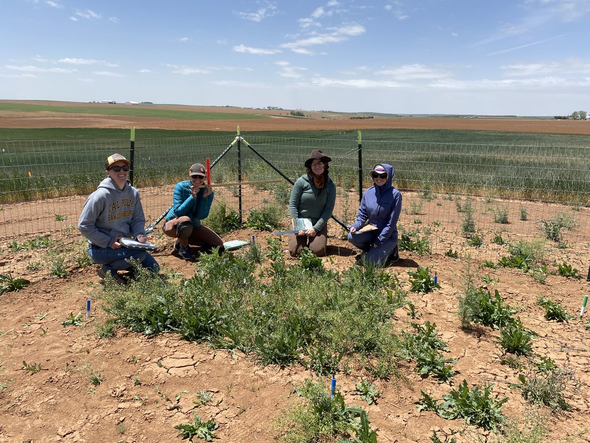 Carrie_Havrilla's tweet photo. Monitoring our #RestoreNet plots in southwestern Colorado! Testing out some spiffy restoration treatments to increase 🌱 recruitment including biochar, compost, and super-absorbent polymer beads ⁦@ColoradoStateU⁩ ⁦@FRStewardship⁩ ⁦@DrylandLab⁩ https://t.co/E43GaiZFHU