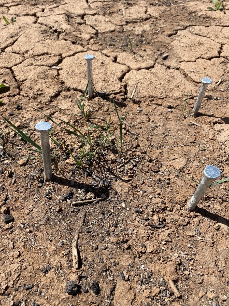 Carrie_Havrilla's tweet photo. Monitoring our #RestoreNet plots in southwestern Colorado! Testing out some spiffy restoration treatments to increase 🌱 recruitment including biochar, compost, and super-absorbent polymer beads ⁦@ColoradoStateU⁩ ⁦@FRStewardship⁩ ⁦@DrylandLab⁩ https://t.co/E43GaiZFHU