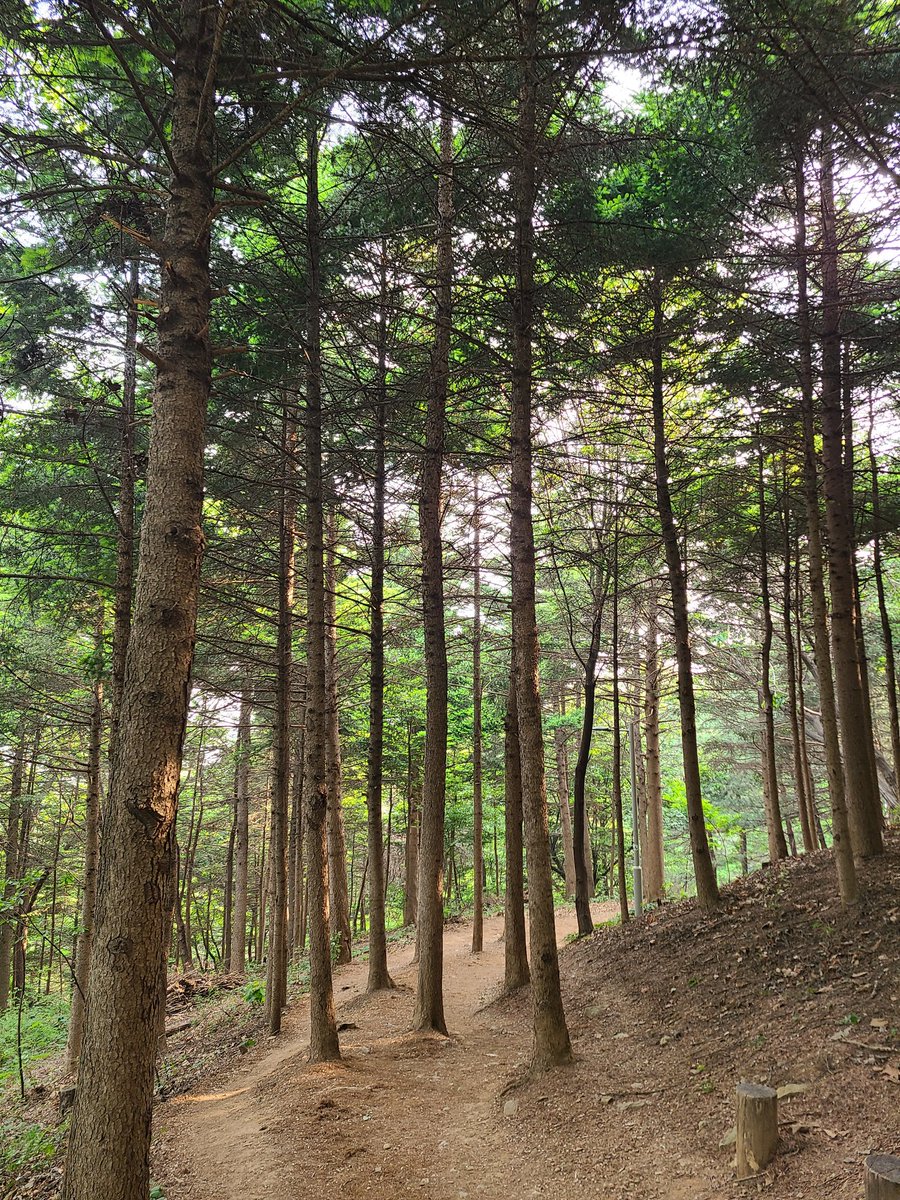 이른 아침 숲은 무척이나 좋아요😍