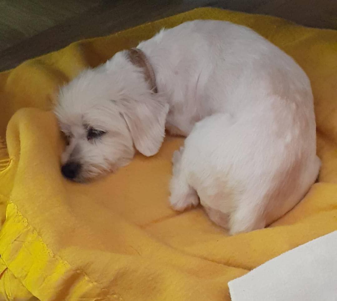FRAENKELE's tweet photo. RT RT RT URGENTE... PELUDA RESCATADA EN LA COTA MIL, CORRIA DESORIENTADA, LA TIENE EN RESGUARDO ESTA PERSONA 04143961320 sra Beatriz, FAVOR AYUDAR A DIVULGAR PARA QUE SUS DUEÑOS LA PUEDAN RECONOCER... GRACIAS https://t.co/RPUMhogT91