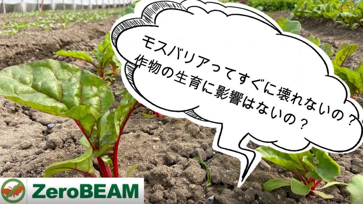 ZeroBEAM0216's tweet photo. Youtubeを更新しました😊
↓↓↓↓↓
【効果実感！！】モスバリアジュニア　Forフラワーを設置の農家様を訪ねました https://t.co/XwQb5FBzS4 https://t.co/zEQJhG3p6g