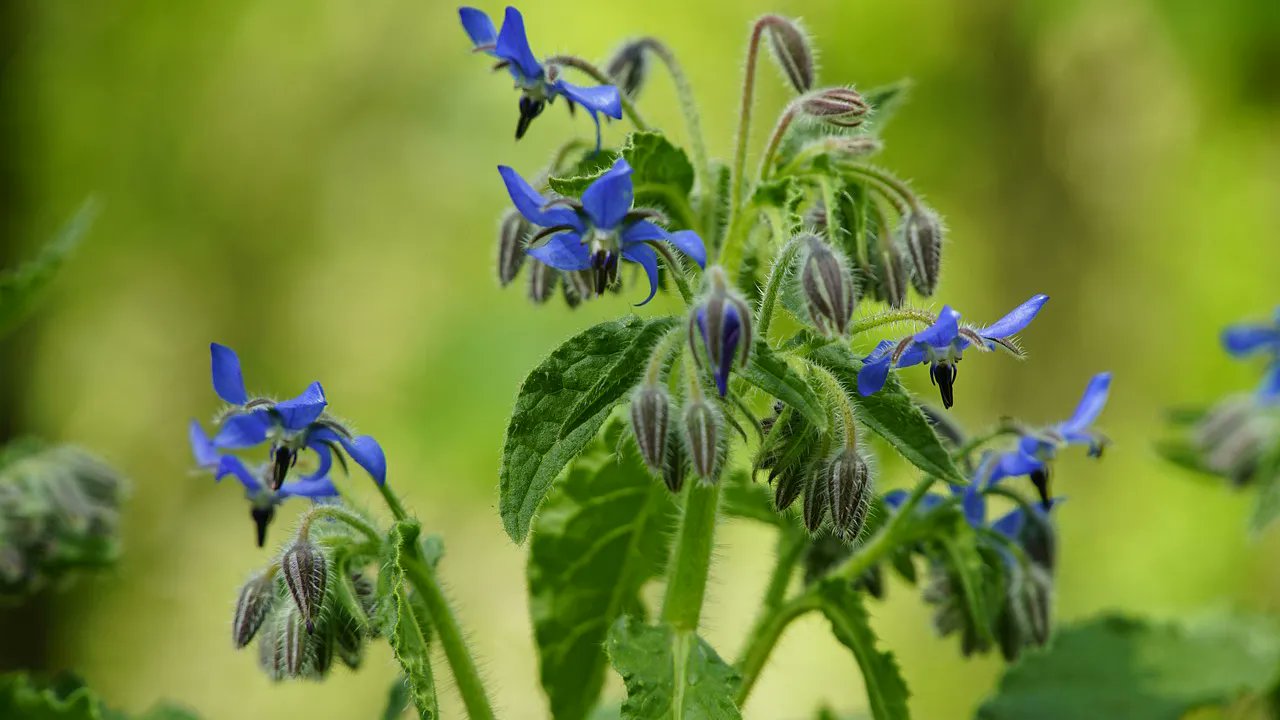 تويتر メリアルーム 木曜日いいねお休みです على تويتر 今日の花 5月21日の誕生日花は ボリジ 花言葉は 勇気 です この日生まれの人は 周囲に愛される 不思議ちゃん です 人と違った行動や発言をするので天然の印象も持たれがち 穏やかな雰囲気 تويتر メリアルーム 木曜日いいねお休みです على تويتر 今日の花 5月21日の誕生日花は ボリジ 花言葉は 勇気 です この日生まれの人は 周囲に愛される 不思議ちゃん です 人と違った行動や発言をするので天然の印象も持たれがち 穏やかな雰囲気
