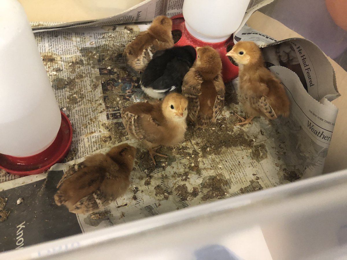 MsLShepherd's tweet photo. Today we said goodbye to the 1st graders’ chicks 🐥! Have fun on the farm 👨🏻‍🌾! @DCEtrailblazers @MsWatsonDCE @firsthildebrand @MrsPieper2020 @Astrid_DCE https://t.co/409Cm0PngU
