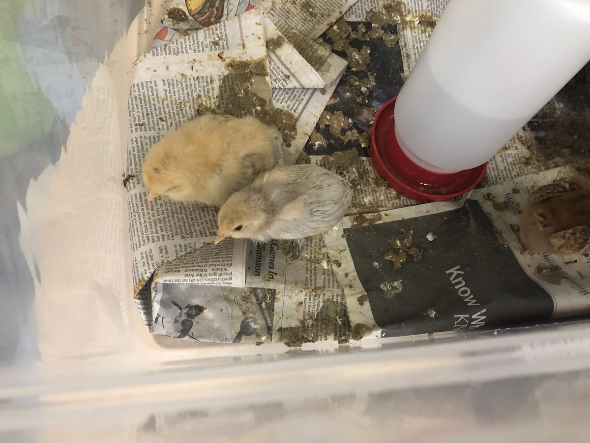 MsLShepherd's tweet photo. Today we said goodbye to the 1st graders’ chicks 🐥! Have fun on the farm 👨🏻‍🌾! @DCEtrailblazers @MsWatsonDCE @firsthildebrand @MrsPieper2020 @Astrid_DCE https://t.co/409Cm0PngU