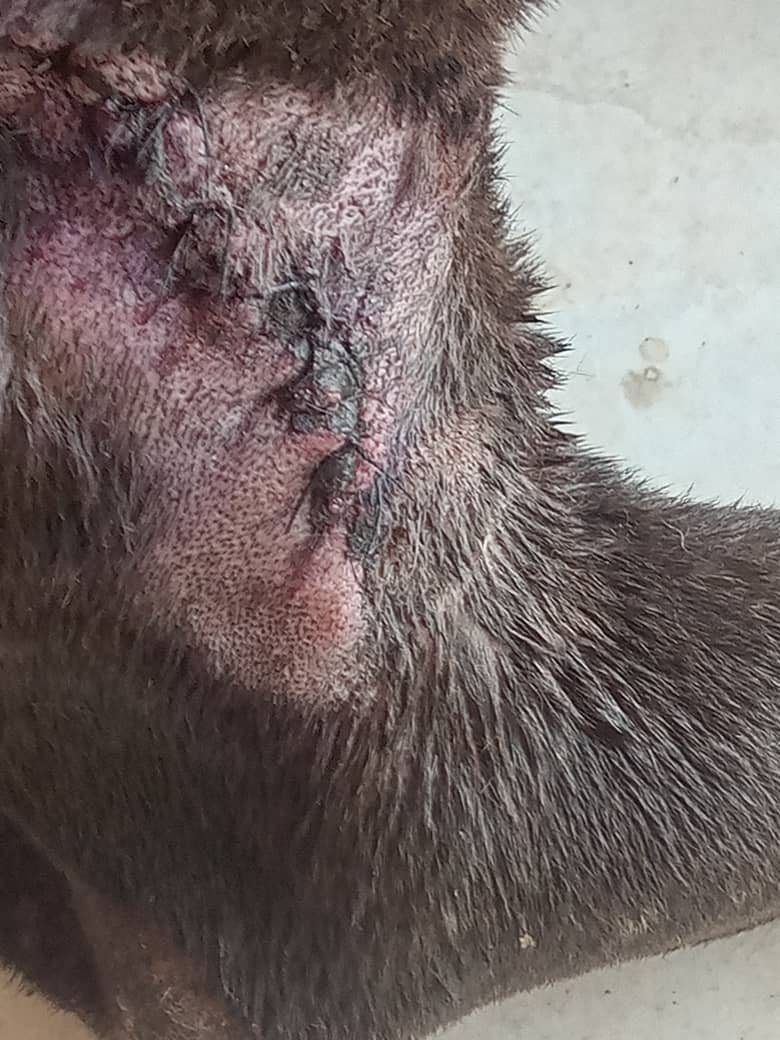 MirniaT's tweet photo. Cancelación de tres frascos de vincristina para #Otami colaboren para cancelar el resto gracias https://t.co/0jRCHWpJLN
