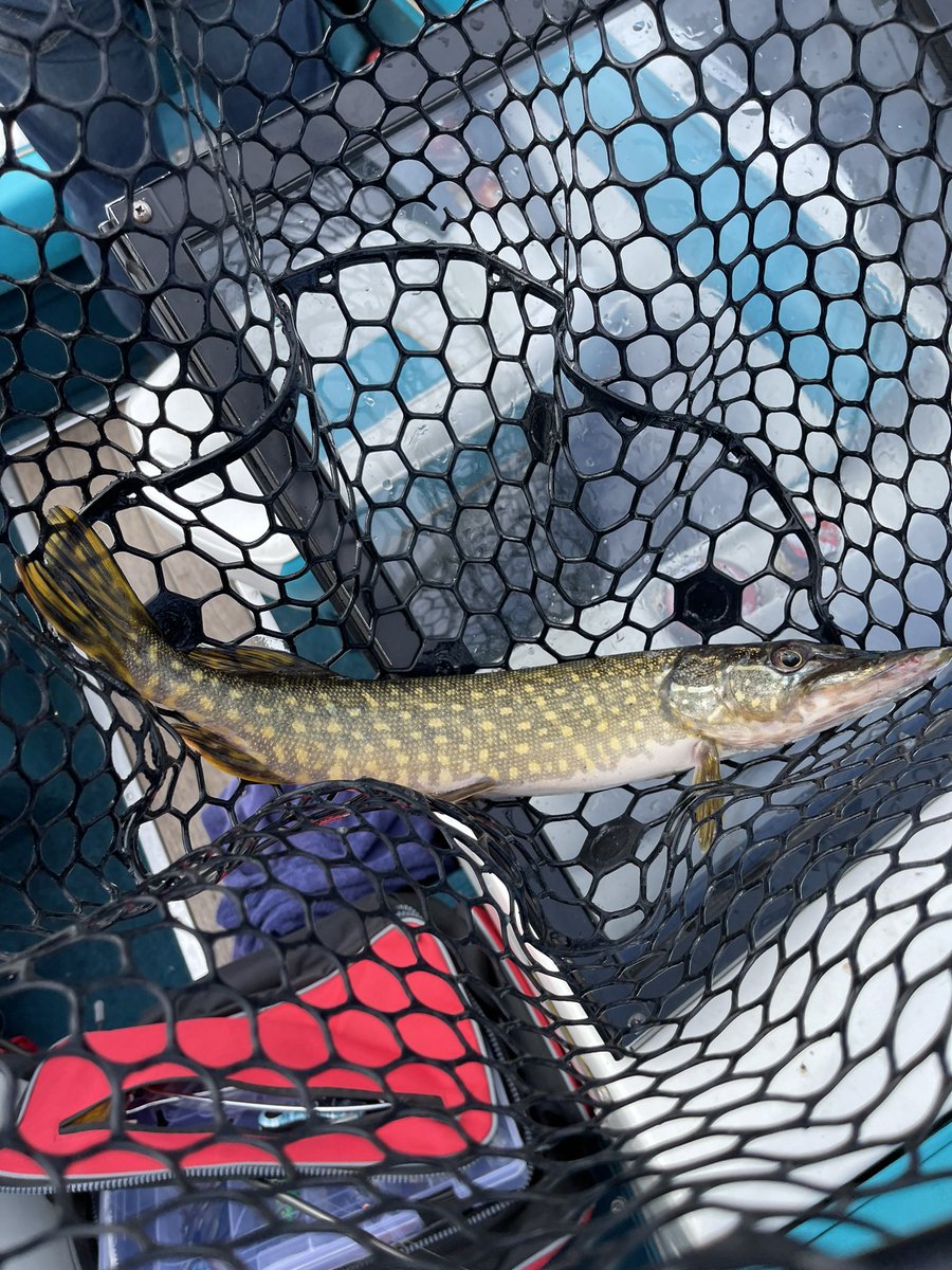 TacticalFishGe1's tweet photo. Not the biggest but always fun to catch https://t.co/rqp187M6pB