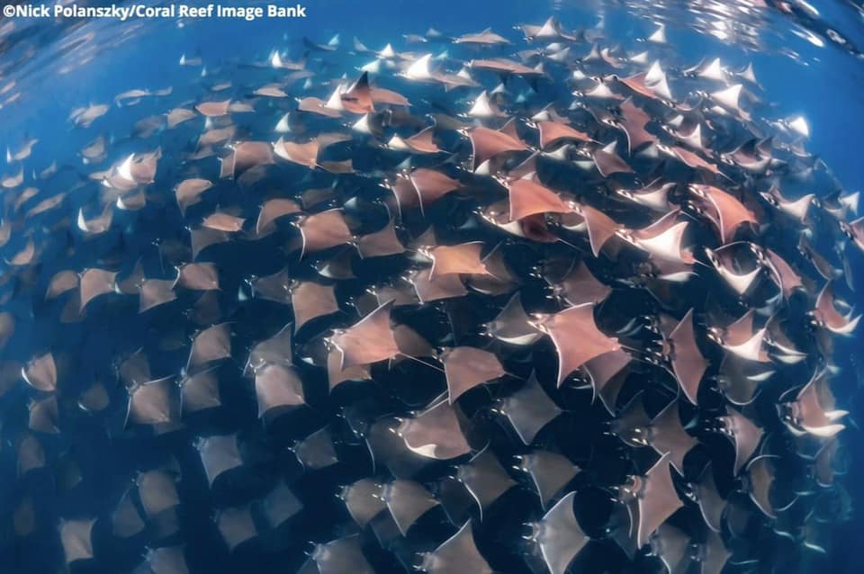The only thing we love more than a mobula ray? 🤔

A jaw-dropping MOB of Mobula rays! 🤩 

ow.ly/7iXu50uGthl