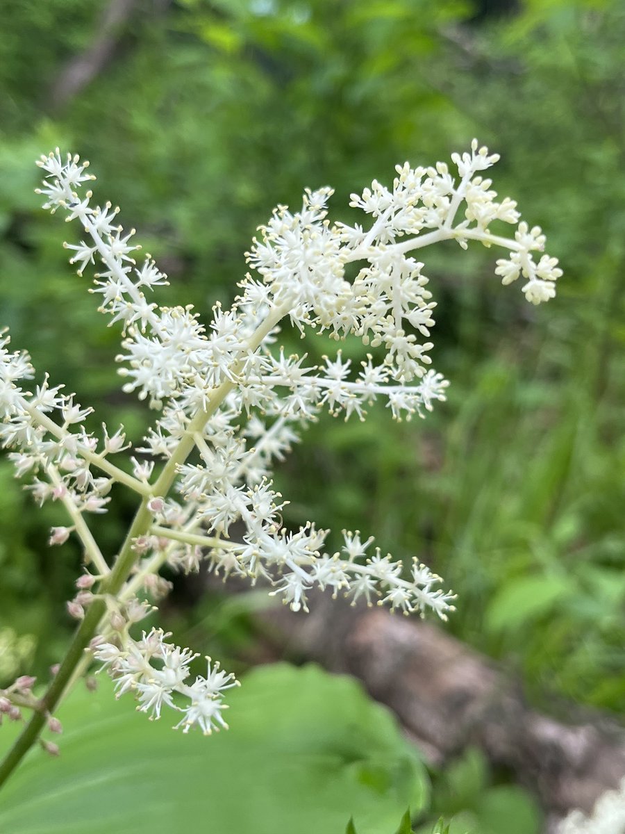LVCEnvi's tweet image. Luckily the weather cooperated until we were done counting spring wildflowers across the deer exclosures. #LVCENVI #LVCResearch #LVCPlants