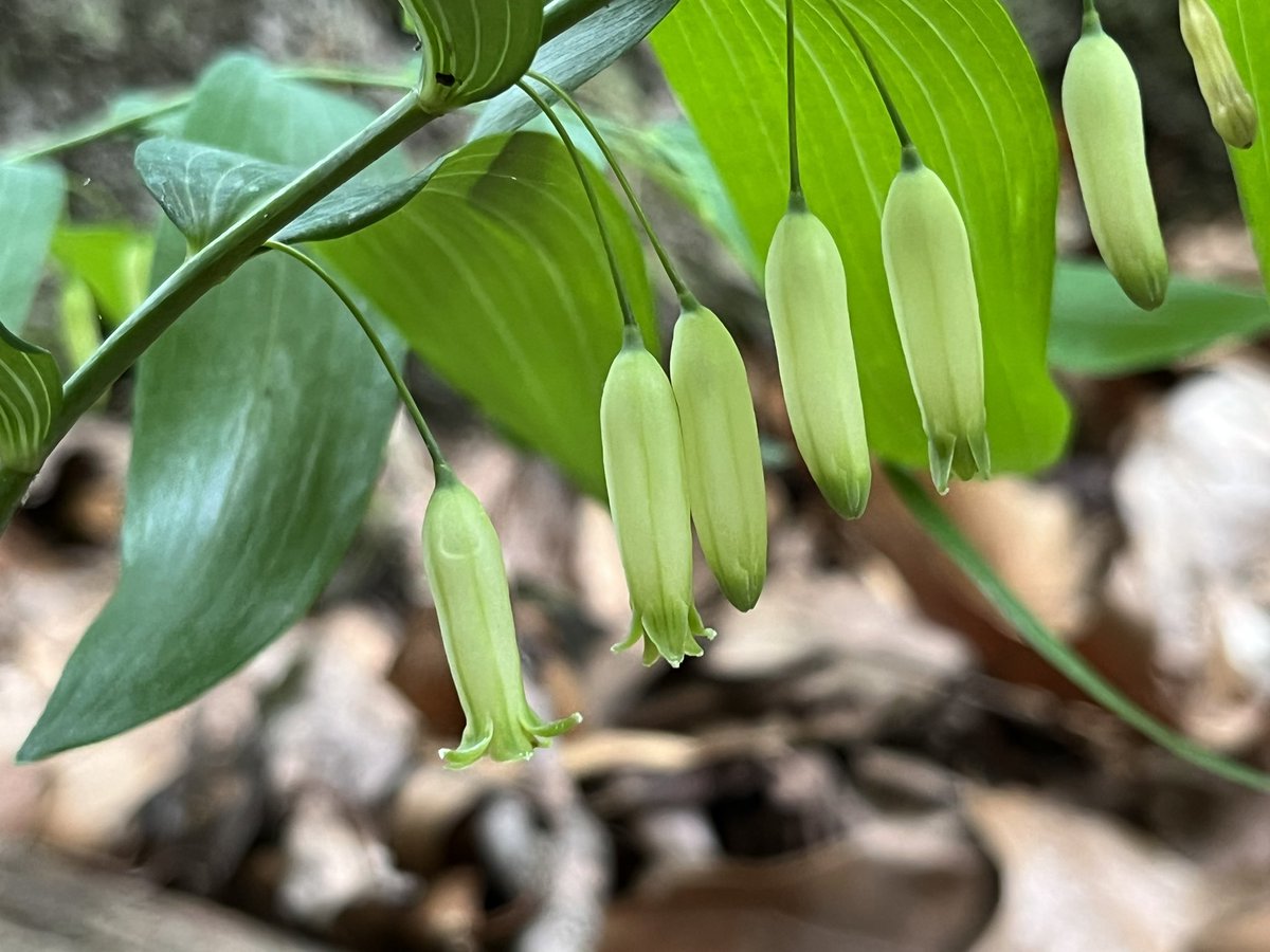 LVCEnvi's tweet image. Luckily the weather cooperated until we were done counting spring wildflowers across the deer exclosures. #LVCENVI #LVCResearch #LVCPlants
