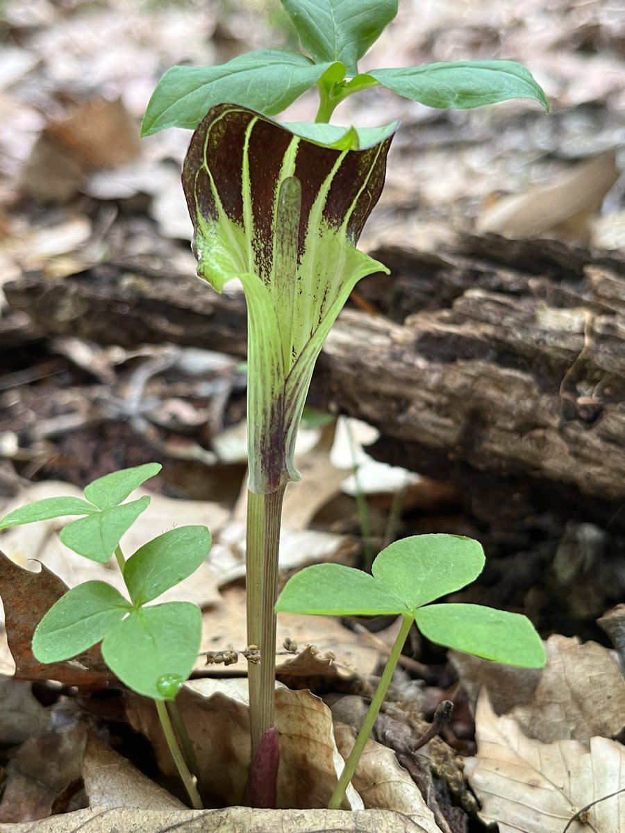 LVCEnvi's tweet image. Luckily the weather cooperated until we were done counting spring wildflowers across the deer exclosures. #LVCENVI #LVCResearch #LVCPlants