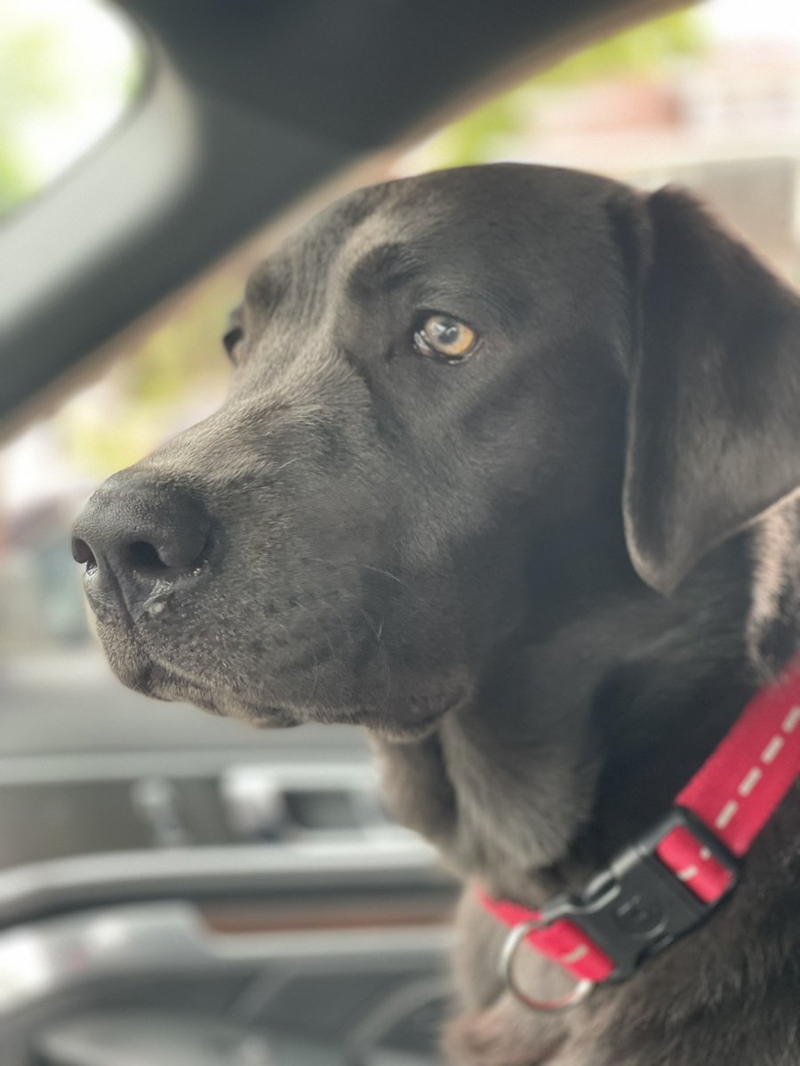 BradKnickmeier's tweet photo. @JoJoFromJerz Cooper and then Cooper and Koda. Silver and charcoal labs. https://t.co/iBx5BorOet