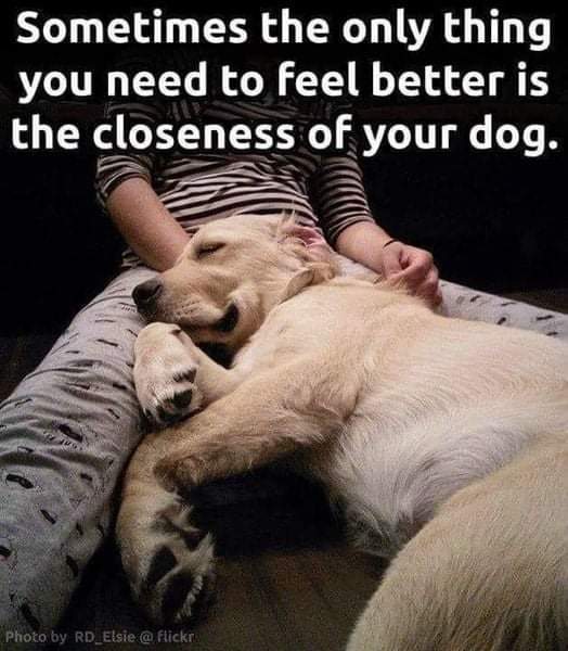 thehappydog_'s tweet photo. Sometimes the only thing you neee to feel better is the closeness of your dog 👌❤ https://t.co/ctxTrBVPIw