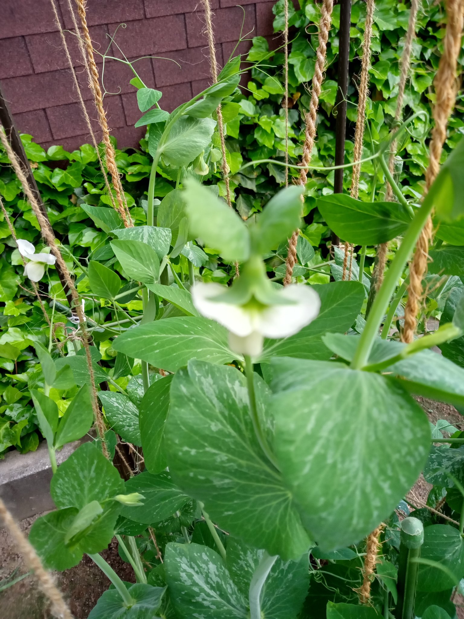 わっくん スナップエンドウに花が咲きました T Co Iahluqvnwt Twitter