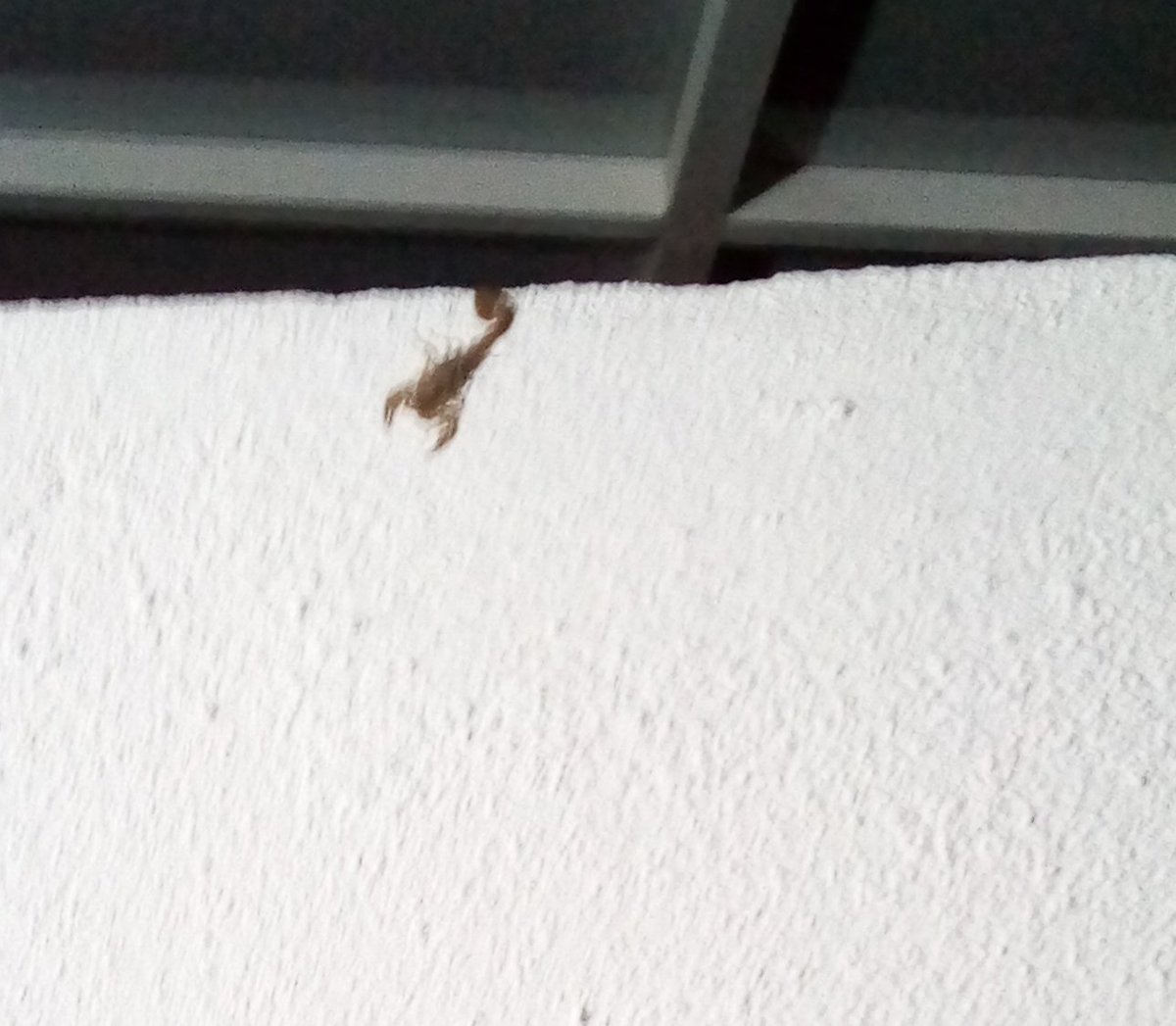 pepiii27's tweet photo. @Arachno_Cosas Hola, encontré esta especie. Es peligroso? https://t.co/xcm2SRIRax