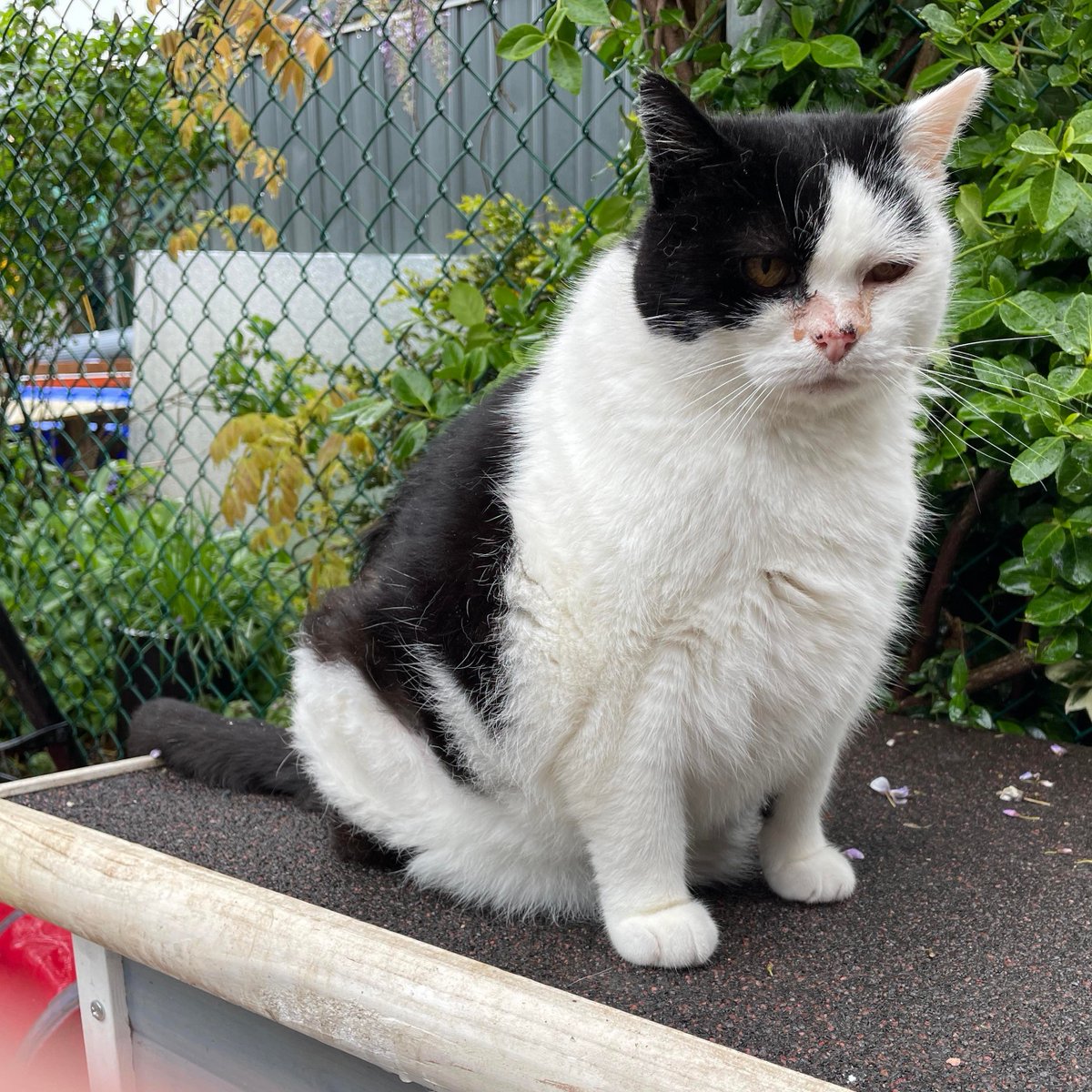zumbeefied's tweet photo. Let's try to give back to the community! 😻 30% of the proceeds will go to a charity, starting with a local Cat Sanctuary in my area here in Vancouver! https://t.co/pY610kdGcK