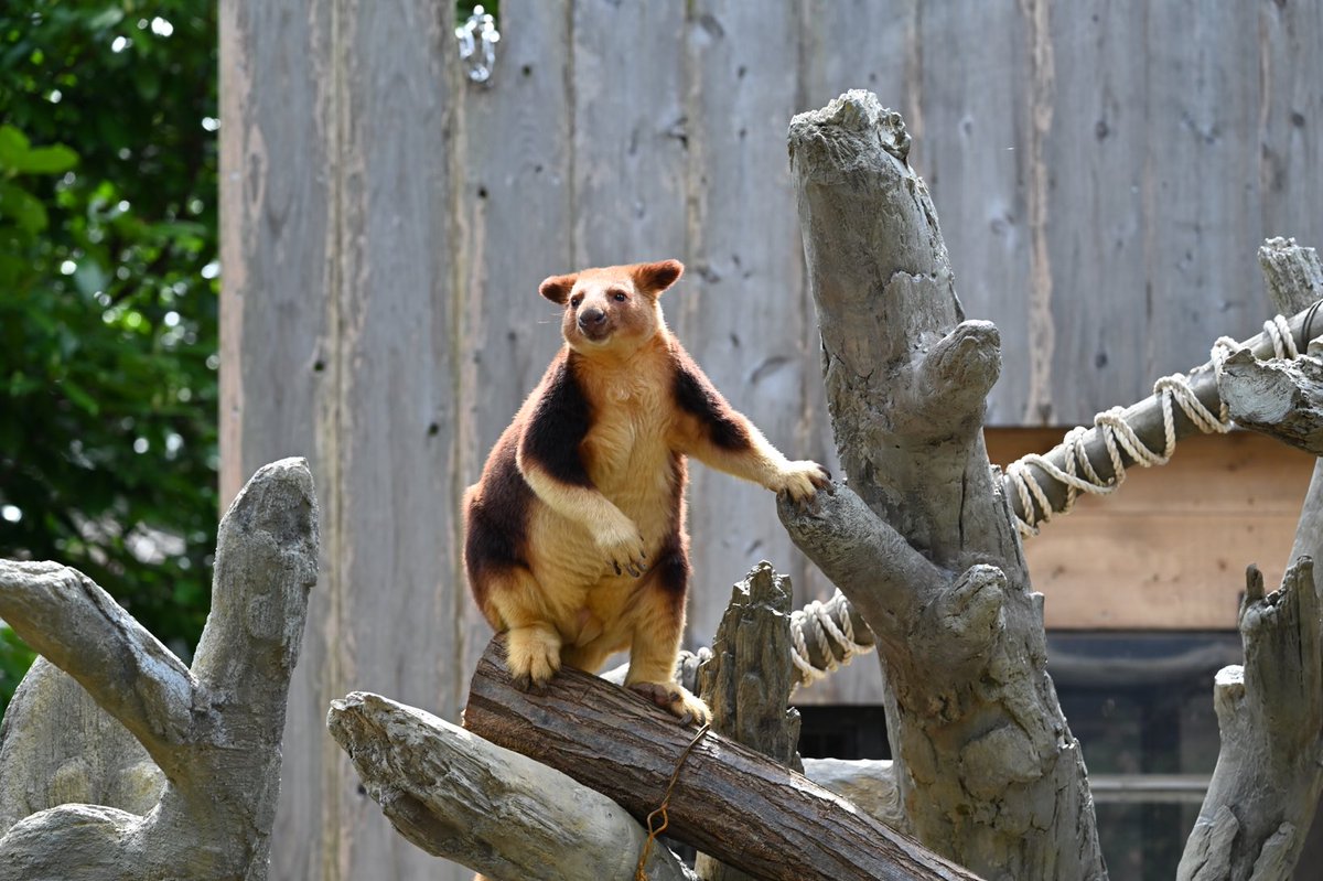 今日は #世界キノボリカンガルーの日
タニ♀ちゃん　モアラ♂ちゃん

#WorldTreeKangarooDay
#セスジキノボリカンガルー
#ズーラシア
#ズーラシアは楽しい