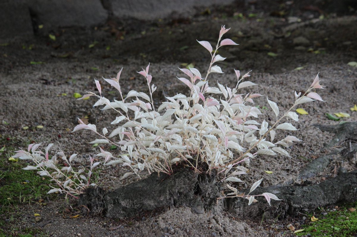 TjsFUeFoXeAp7vg's tweet photo. アルビノ桜！！！
桜の葉が真っ白！！！

#京都　#お寺 https://t.co/iOd0MWLAV1