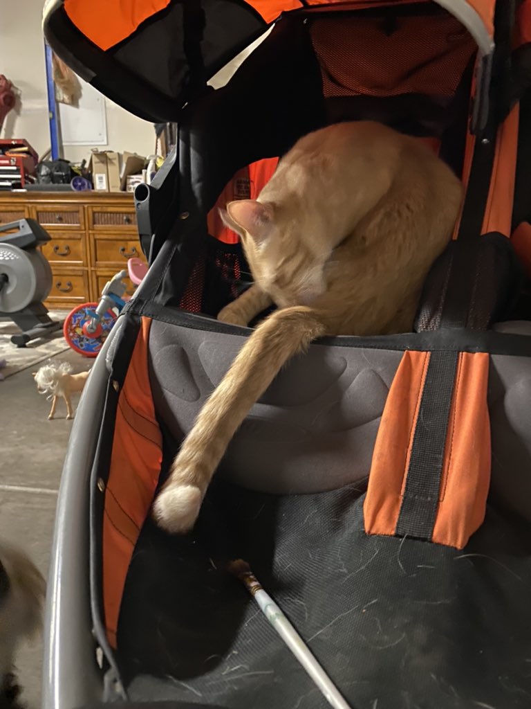 lattesnlittles's tweet image. Of course Cheddar would choose the Air Force One of strollers. Man knows comfort matters.  #BoBstroller