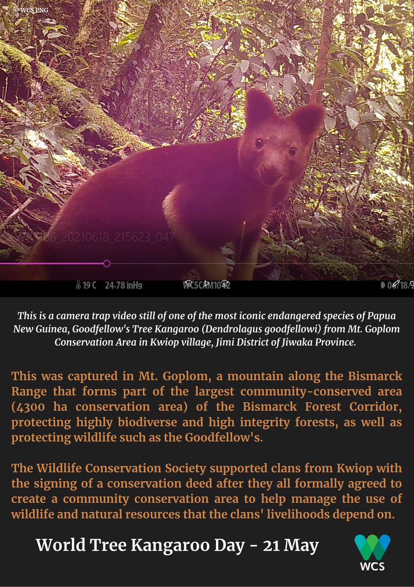 Johnlamaris's tweet photo. 50% percent of all 14 #TreeKangaroo species are classified as either #Endangered or Critically Endangered. #PNG is home to 3 endangered and 2 critically endangered species with the Goodfellow's being one of the most iconic #endangered species of PNG. #SavingSpecies #WTKD https://t.co/L1t4vrB8MB