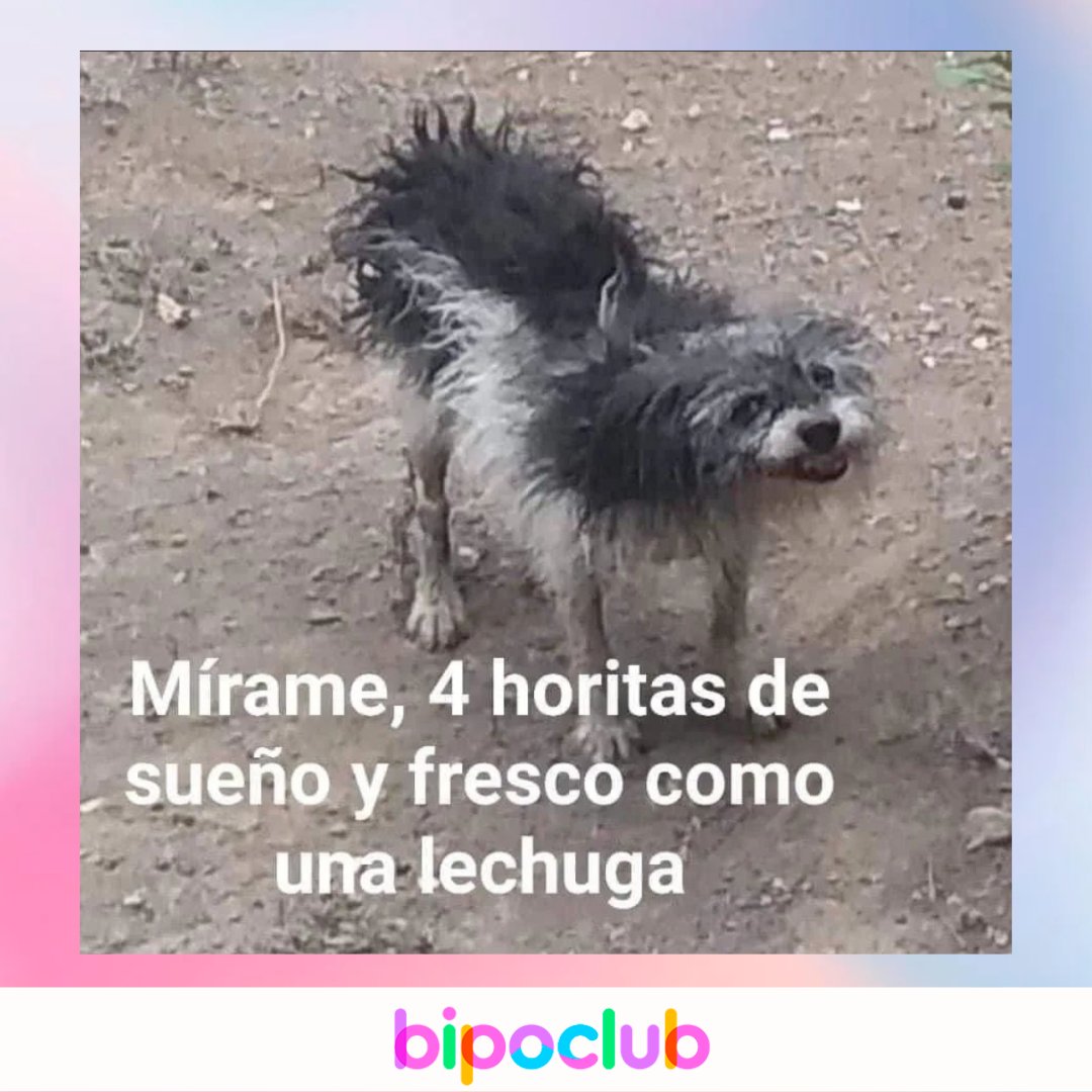 Kekeke #perritos #MEMES