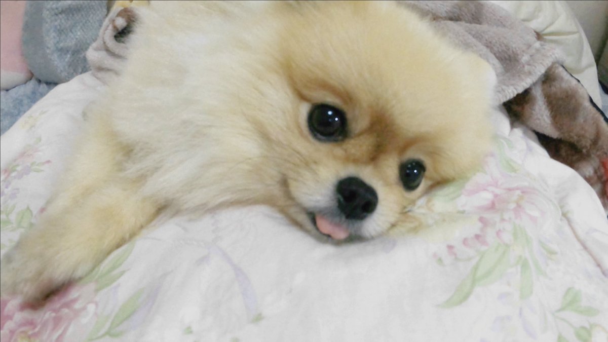 She’s enjoying being lazy!

ここから起きたくない〜❣️