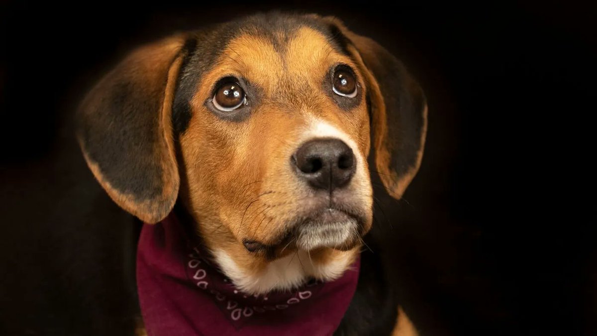 poor_puppy's tweet photo. A photographer helps black cats and dogs in their struggle to get adopted https://t.co/9fmUsU6qZu https://t.co/CbV9WlWqXv