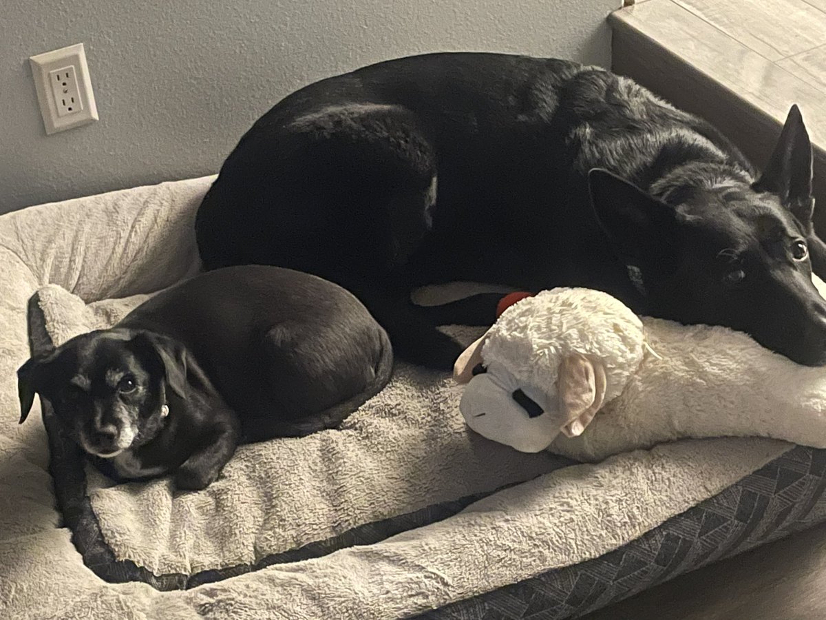 KyleBJorrey's tweet photo. 2/2 I’m not one to get all emotional for clicks but truth is he’s been there to greet me after I get home from work every day for the last 12 years and now he’s not and it sucks. And yes, Bella misses him too. I’ll say if again: humans don’t deserve dogs. #RIPLewis #Goodboy https://t.co/5gEYdZqREW