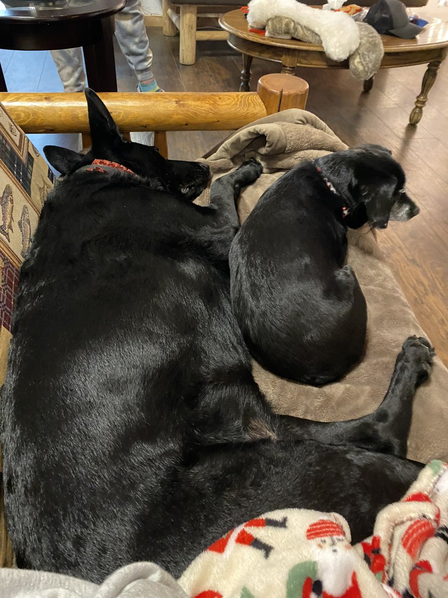 KyleBJorrey's tweet photo. 2/2 I’m not one to get all emotional for clicks but truth is he’s been there to greet me after I get home from work every day for the last 12 years and now he’s not and it sucks. And yes, Bella misses him too. I’ll say if again: humans don’t deserve dogs. #RIPLewis #Goodboy https://t.co/5gEYdZqREW