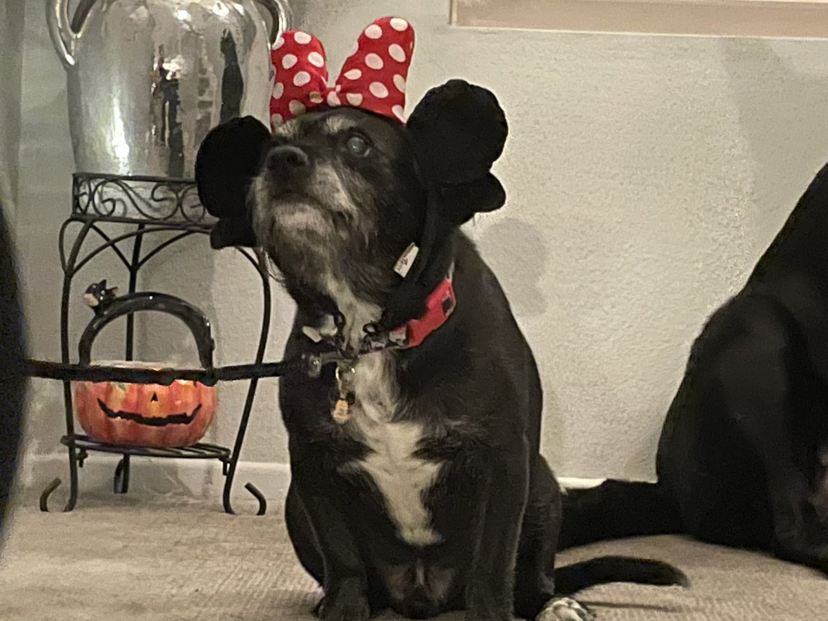 KyleBJorrey's tweet photo. 2/2 I’m not one to get all emotional for clicks but truth is he’s been there to greet me after I get home from work every day for the last 12 years and now he’s not and it sucks. And yes, Bella misses him too. I’ll say if again: humans don’t deserve dogs. #RIPLewis #Goodboy https://t.co/5gEYdZqREW