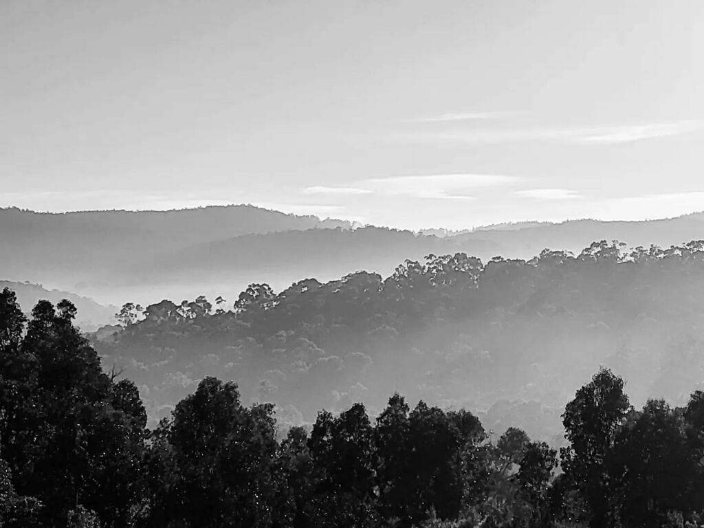 dlsdigitalarts's tweet photo. Absolutely love early mornings..
.
#landscapephotography #landscape #blackandwhitephotography #earlybird #earlymornings #nature #rollinghills #hills #forrest https://t.co/PymzQ6rknG