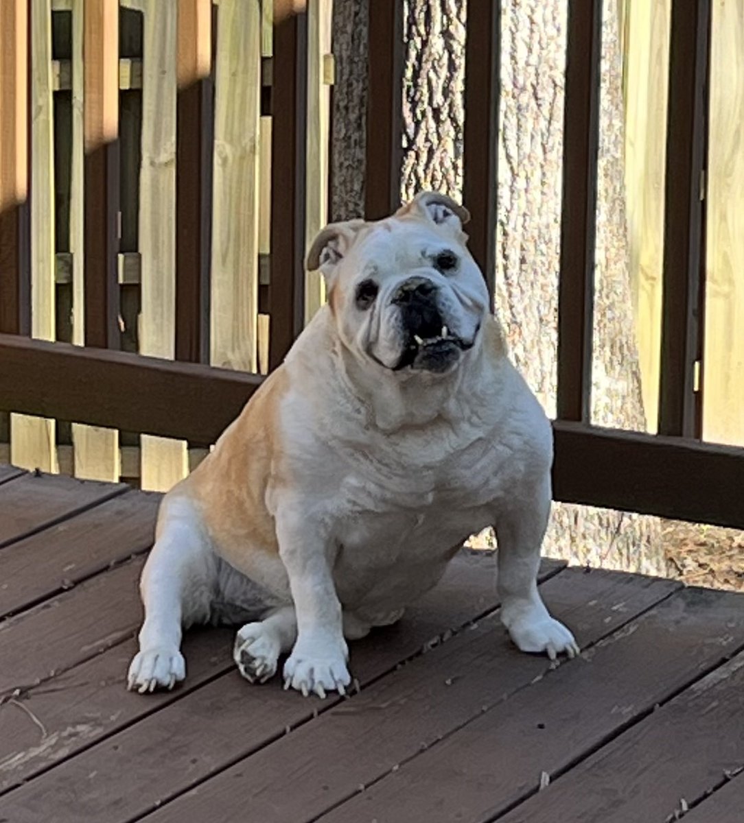 BulldawgLucy's tweet photo. In honor of National Rescue Dog Day here’s our sweet senior Mimi, who we adopted from @gabullierescue in November 2020. Best decision ever!! ❤️🥰👍#NationalRescueDogDay #GEBR #RescueDogs #SeniorBulldogs #Bulldogs https://t.co/EpzVeKvDvQ