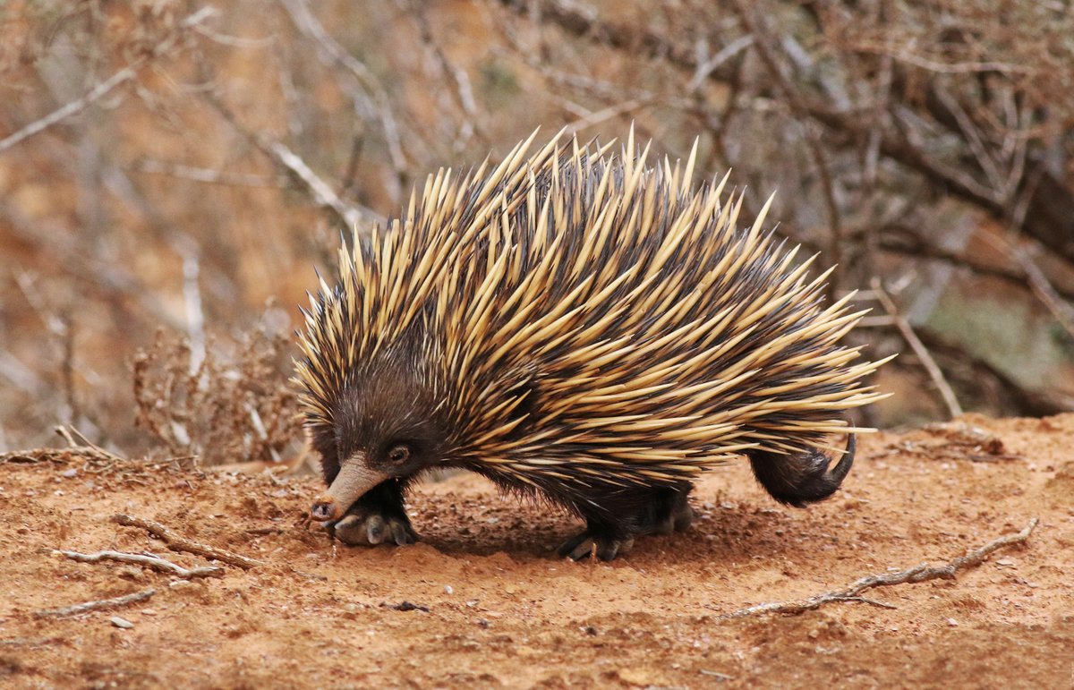 SandyHorne61's tweet photo. So my election day coverage begins.
Off to a late start as I had a lovely sleep in.
Kicking off with this active echidna.
#ElectionDistraction #PoliticsFreeZone https://t.co/X5QWAWeCiL