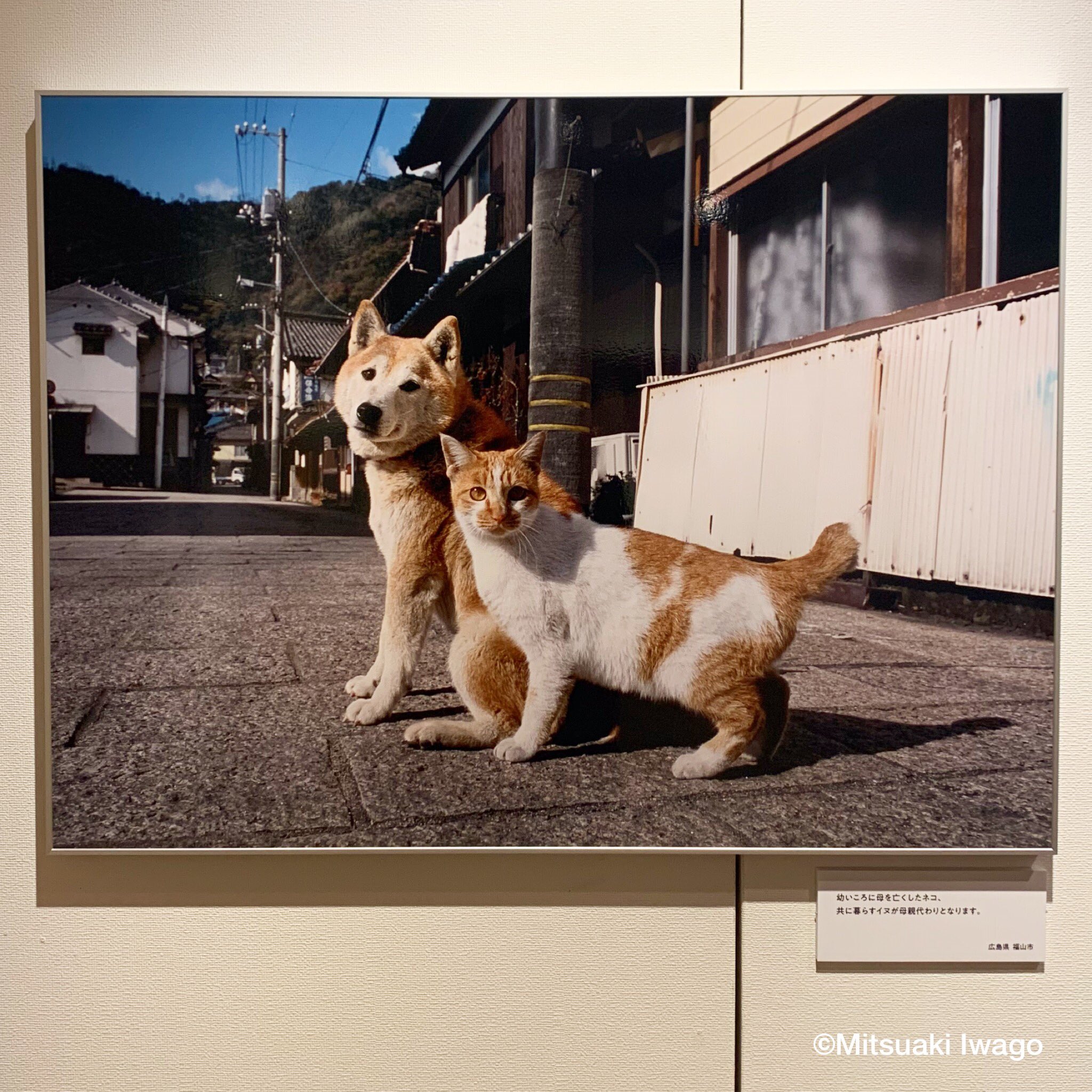 Hankyu Event A Twitter 岩合光昭 チャリティー写真展 ねこと半世紀 いい子ばかりです 絶賛開催中 呼んで振り返ってもらえたら たまりませんね チケットは Lawson Ticket または会場でも発売中 ウメ T Co Ndyjrjgkz0 Lion007 岩合光昭 Hankyu Event A Twitter 岩合光昭 チャリティー写真展 ねこと半世紀 いい子ばかりです 絶賛開催中 呼んで振り返ってもらえたら たまりませんね チケットは Lawson Ticket または会場でも発売中 ウメ T Co Ndyjrjgkz0 Lion007 岩合光昭