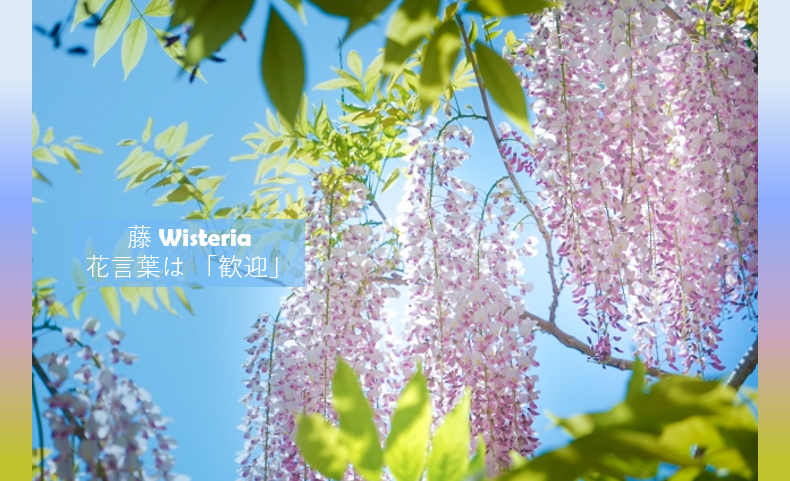 代ゼミ大阪南校 日日是 今日は何の日 5 21の誕生花 藤 の花言葉は 歓迎 です 代ゼミ大阪南校 高校生コース は部活動や学校行事と 受験勉強 の両立を目指す皆さんを歓迎します 自分に合った受講スタイルと 最高の学習環境 で 現役合格