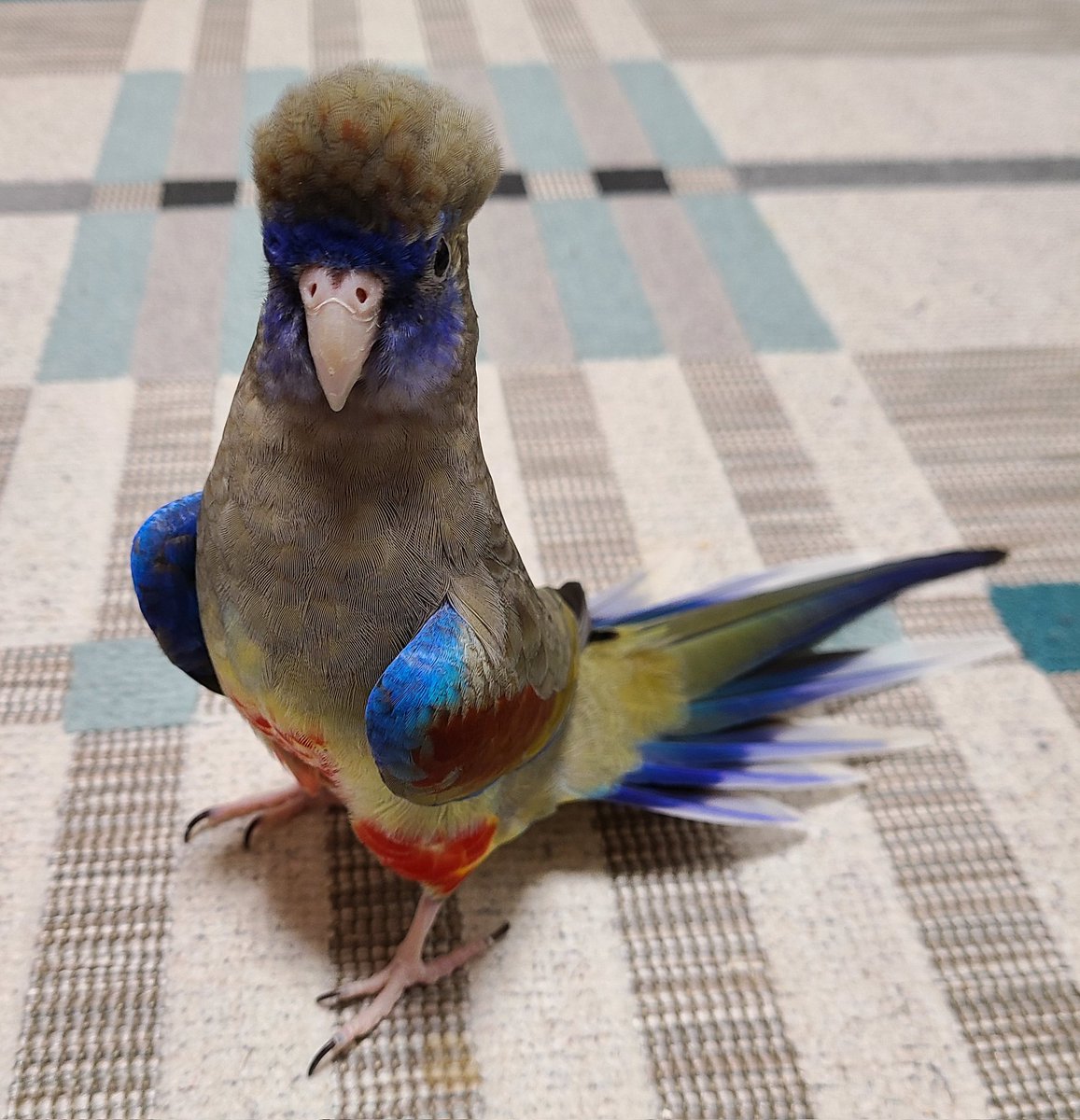 タグ ハナガサインコ の注目ツイート メガとんトラック