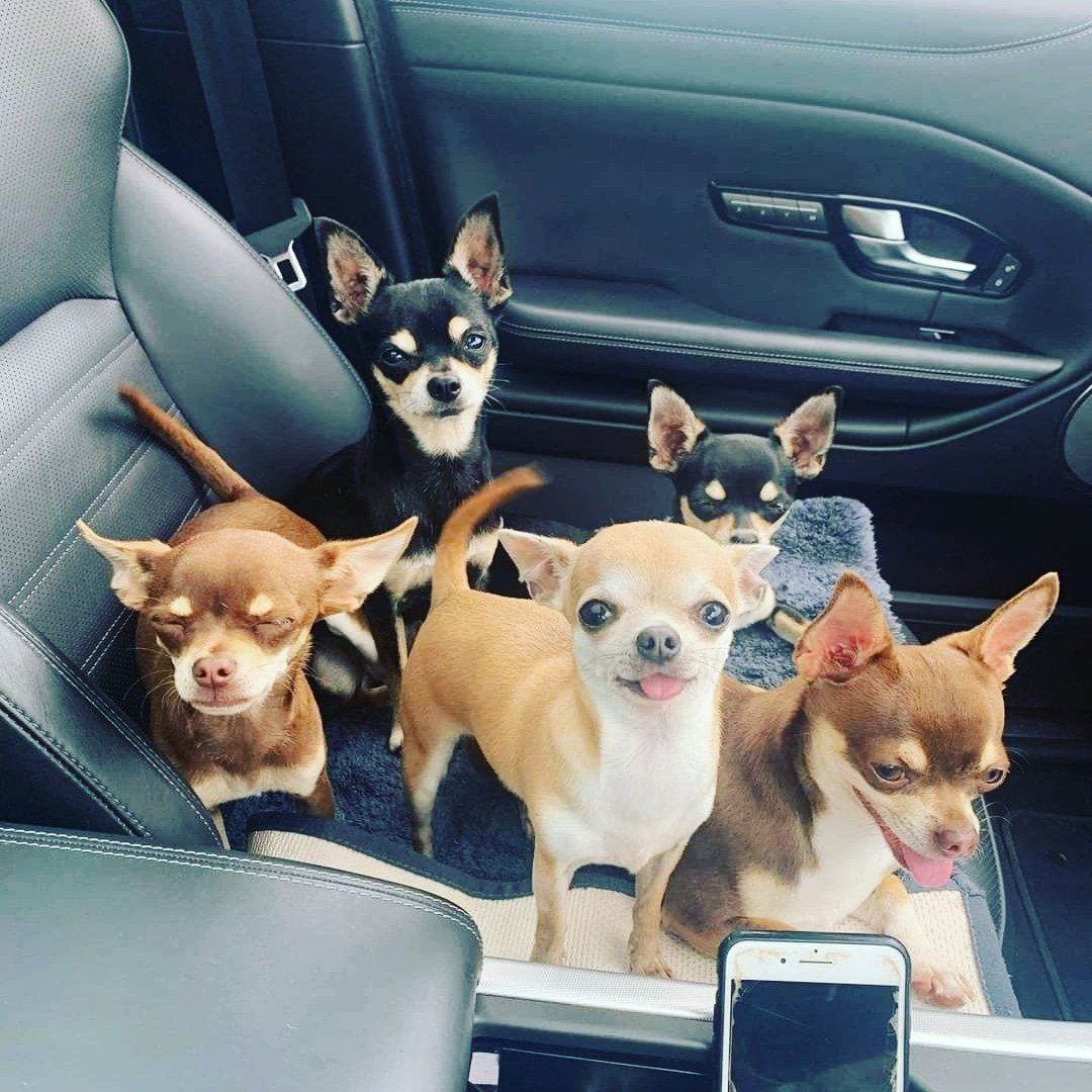 What a crew #chihuahua #dogs

amazon.com/shop/chichicrew